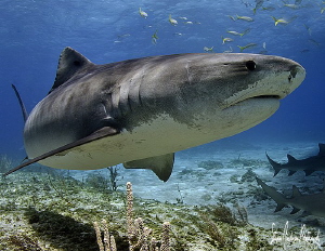 Emma at her finest under the Shear Water at Tiger Beach -... by Steven Anderson 